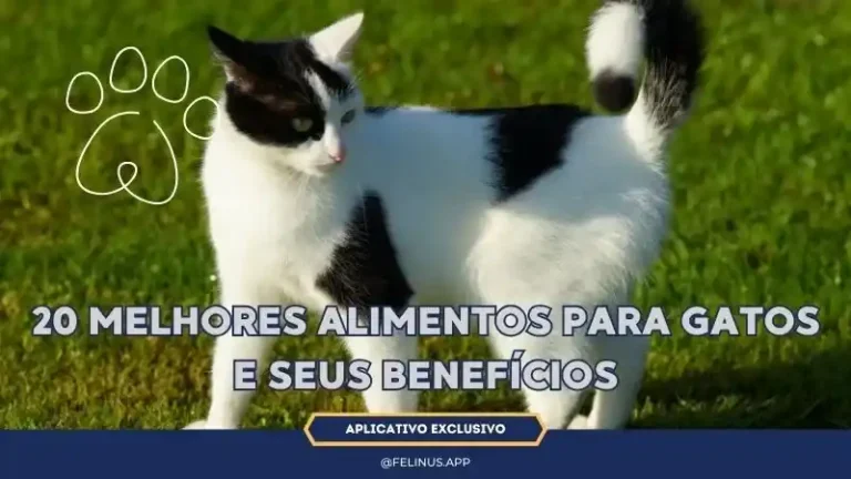 Dietas-20-Melhores-Alimentos-para-Gatos-e-Seus-Beneficios-e-Funcionais-1.webp