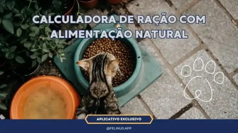 Dietas-20-Melhores-Alimentos-para-Gatos-e-Seus-Beneficios-e-Funcionais-2-1.webp