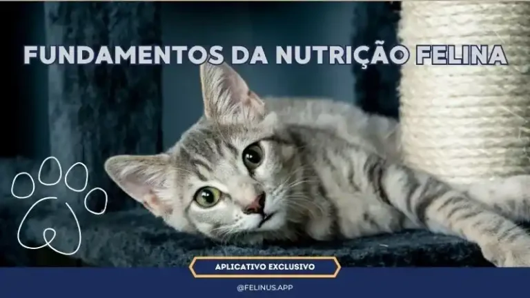Receitas-Naturais-para-Complementar-a-Racao-de-Gatos-Filhotes-2-1.webp